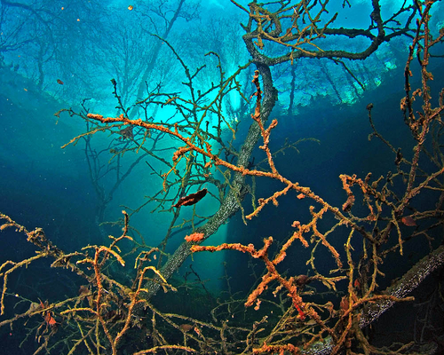 Затонувший лес Голубого озера