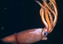 Самка гигантского глубоководного кальмара попала на видео