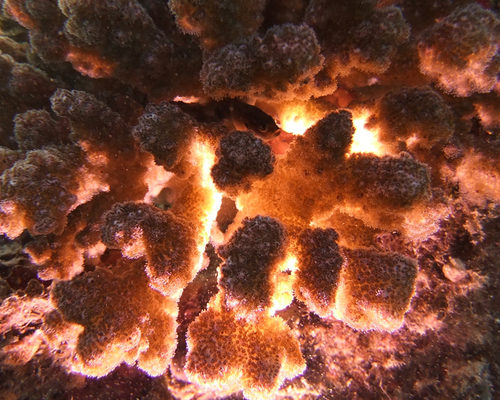 Огненный корал