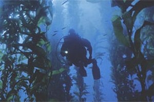 Дайвинг в подводных джунглях или погружение в зарослях ламинарии