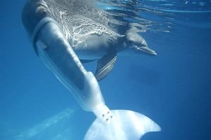 Дайвинг. Дельфину сделали искусственный хвост.