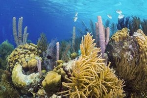 Массовое вымирание кораллов Карибского моря