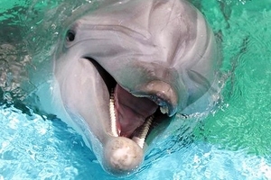 Дайвинг. Что вы знаете о дельфинах?