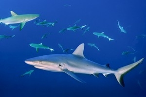 Правда о нападениях акул