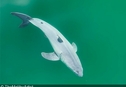 Новорожденную большую белую акулу впервые в мире удалось снять на видео