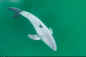 Новорожденную большую белую акулу впервые в мире удалось снять на видео
