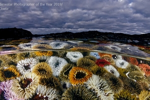 Лучшие фотографии Underwater Photographer of the Year 2019