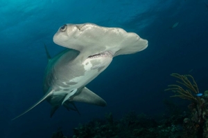 Как акулы-молоты на задержке дыхания ныряют