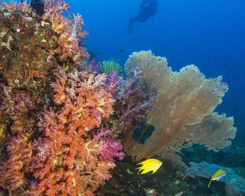 Коралловый риф и дайвер