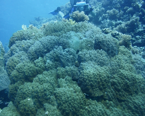 за кораллом