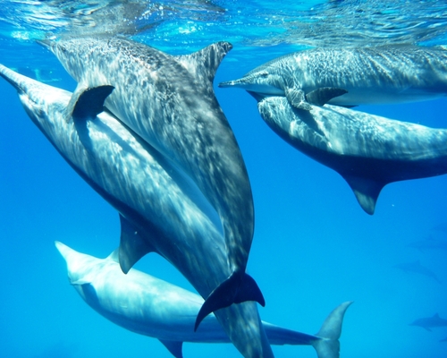 Любовь по дельфиньи