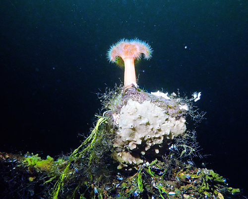 Морской грибочек