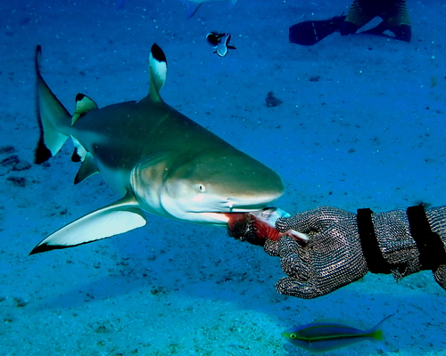 кормление акулы