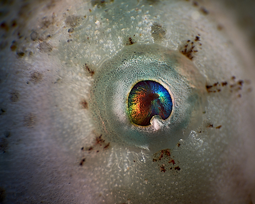 Глаз Frogfish.