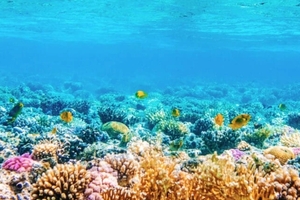 Некоторые виды кораллов выживают благодаря своей хорошей памяти
