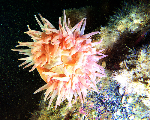 Подводный цветок