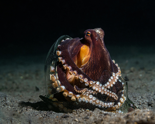BOTTLE OCTOPUS