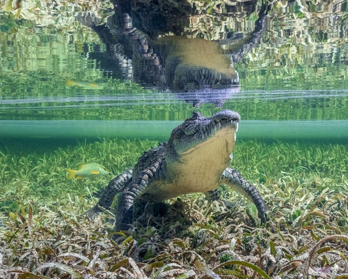 Крокодил и его отражение