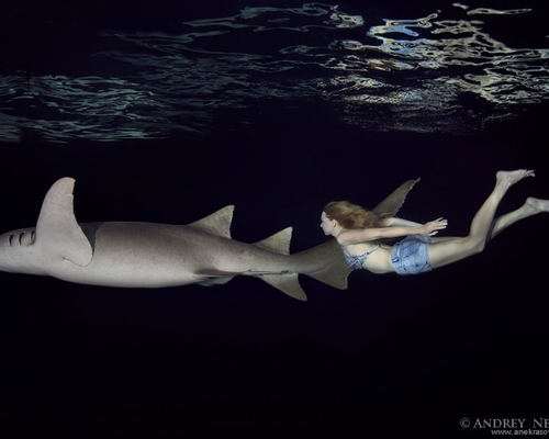 Ирина Британова с акулами