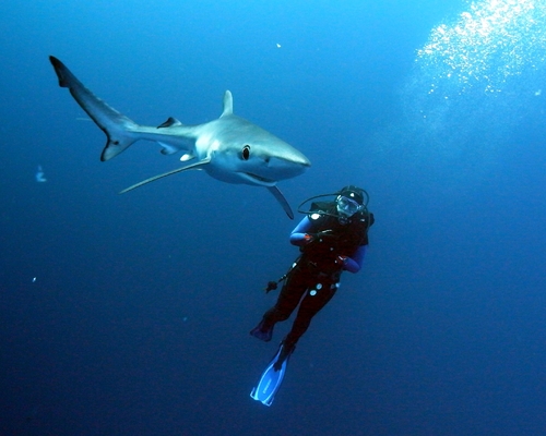 All divers dream - Shark diving