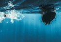 Ученые смогли превратить морской мусор в сырье для фармацевтики