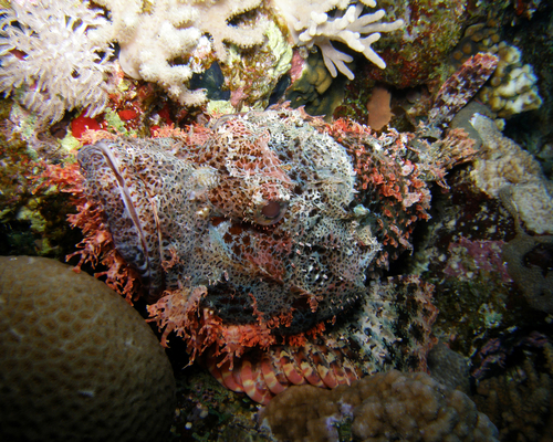 Stone Fish - подводный хамелеон