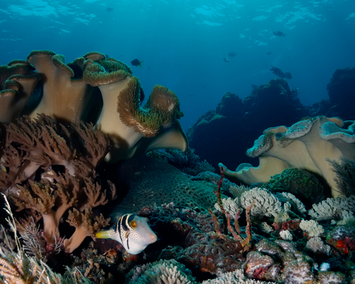 Жизнь подводного рифа