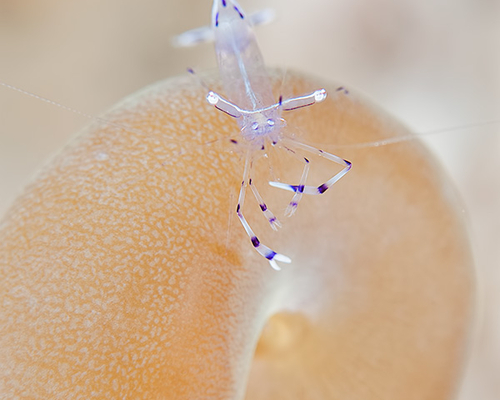 Anemone shrimp