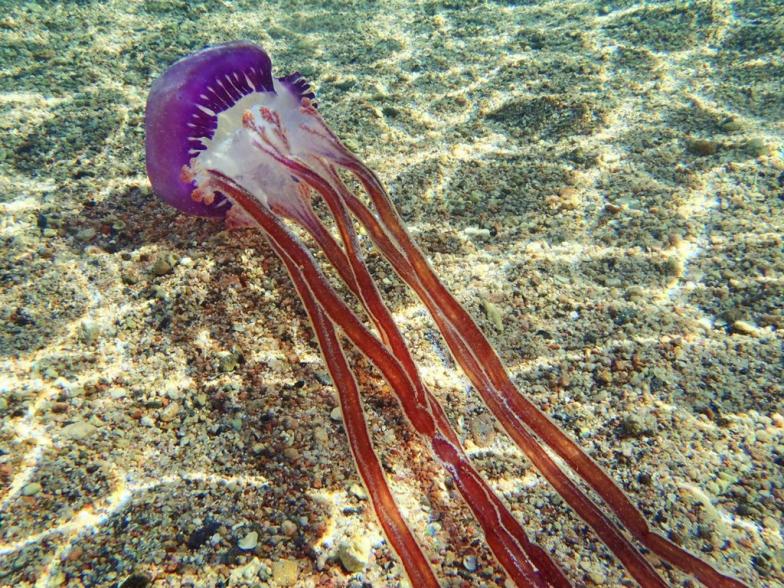 Какие медузы водятся в черном море крым