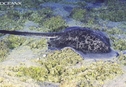 Ученые посчитали мегафауну в северной части Красного моря