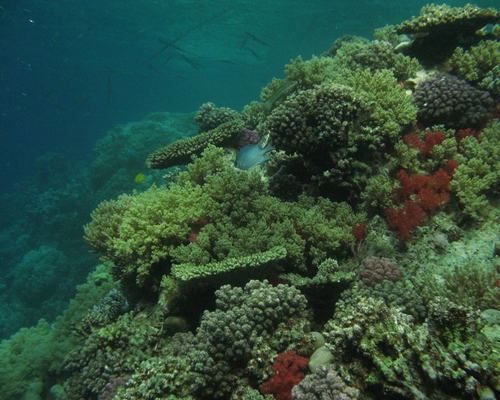 Коралловый сад