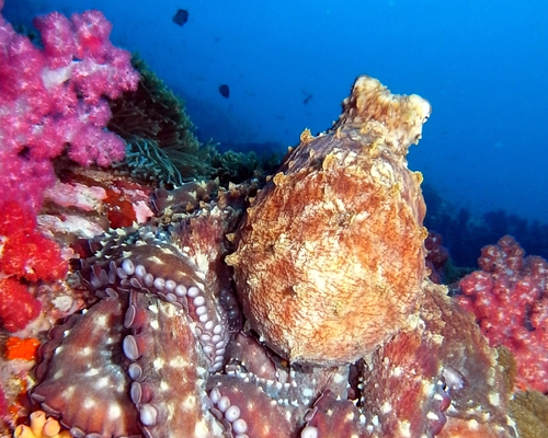 Octopus -reefmaster