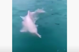 Редкие розовые дельфины замечены в Тайланде