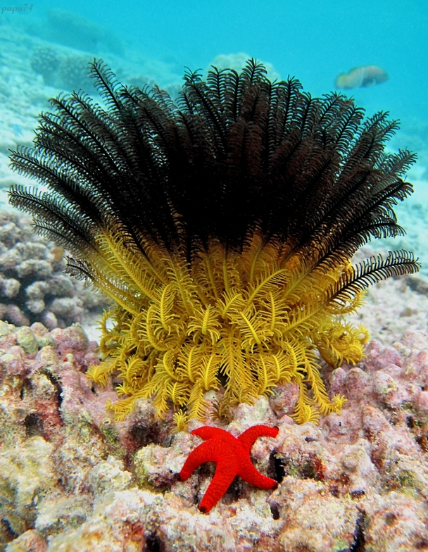 Фото морской лилии и морского огурца