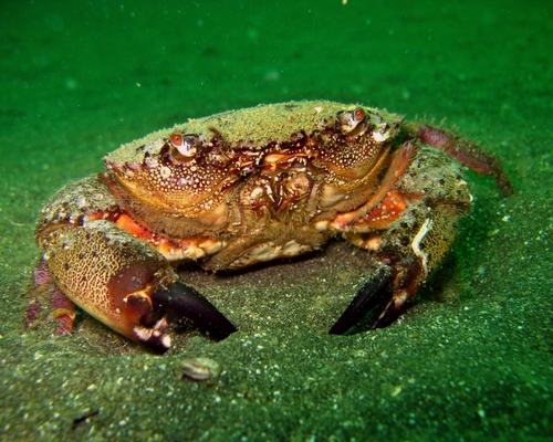 the Crab