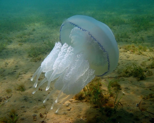 медуза корнерот