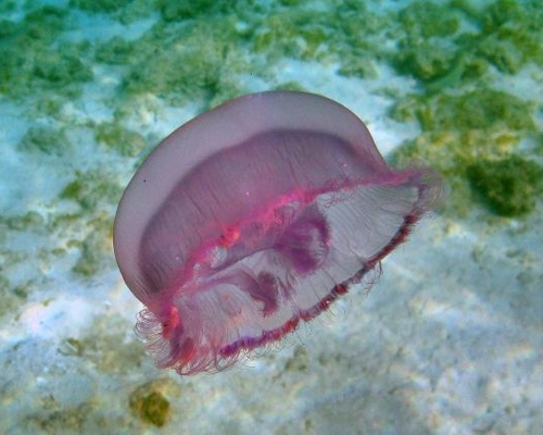 Красноморская медуза