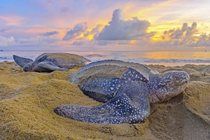 Нас ожидает бум рождаемости у морских черепах