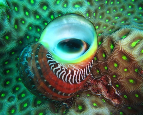 Глаз коралла