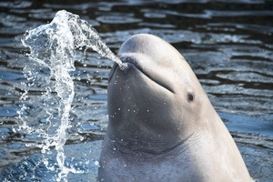 В РФ запрещен вылов морских млекопитающих для дельфинариев