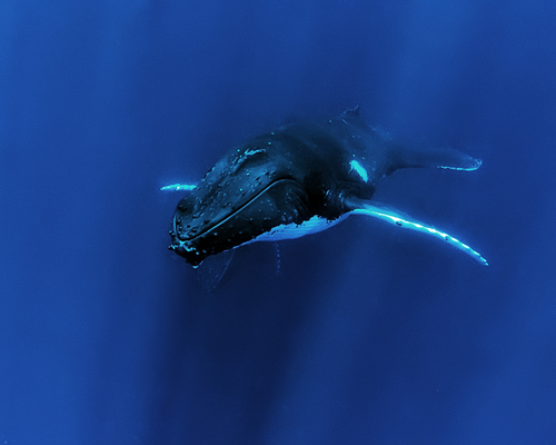 Китовая улыбка