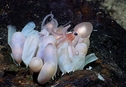 Обнаружены четыре новых вида глубоководных осьминогов