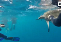 Дайверы спасли двух морских черепах  