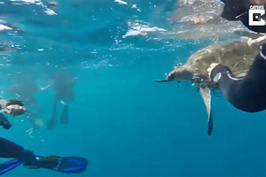 Дайверы спасли двух морских черепах  