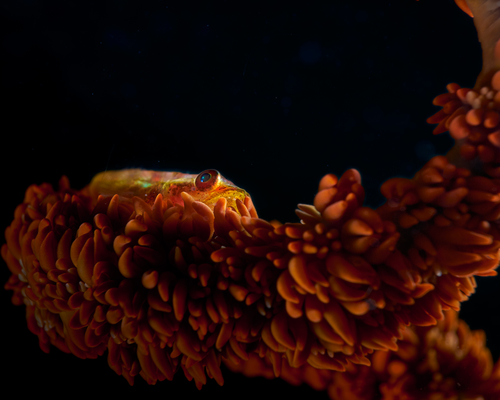 Бычок проволочного коралла