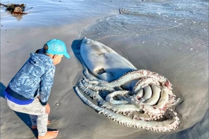 Гигантский кальмар найден на пляже в ЮАР