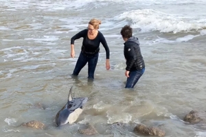 Добрые самаритянки спасли дельфина