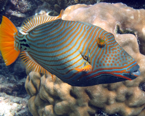 Оранжевопёрый спинорог - Orange-striped triggerfish - Balistpus undulatus