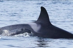Косатка похитила и усыновила детеныша черного дельфина