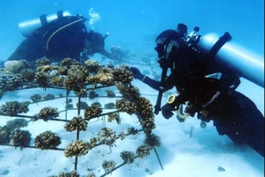 Фридайвер из Польши спасает кораллы на Мальдивах